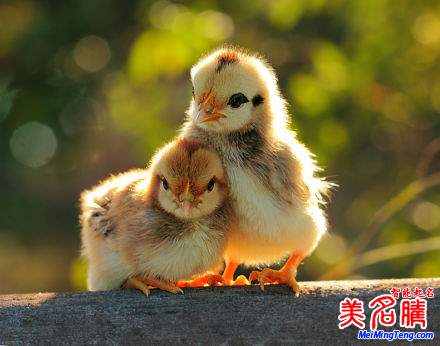 杭州新生兒最熱名字排行榜首次權(quán)威公開，起名漸趨中性化：宇軒、梓涵、梓睿、詩涵最多