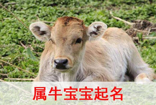 2021牛年寶寶起名取名宜用字都有哪些？