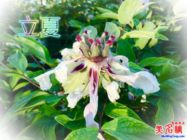 萬(wàn)物生長(zhǎng)的立夏節(jié)氣名字由來(lái)、夏季出生的寶寶起名參考